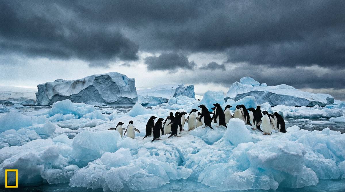 猎奇南极企鹅视频